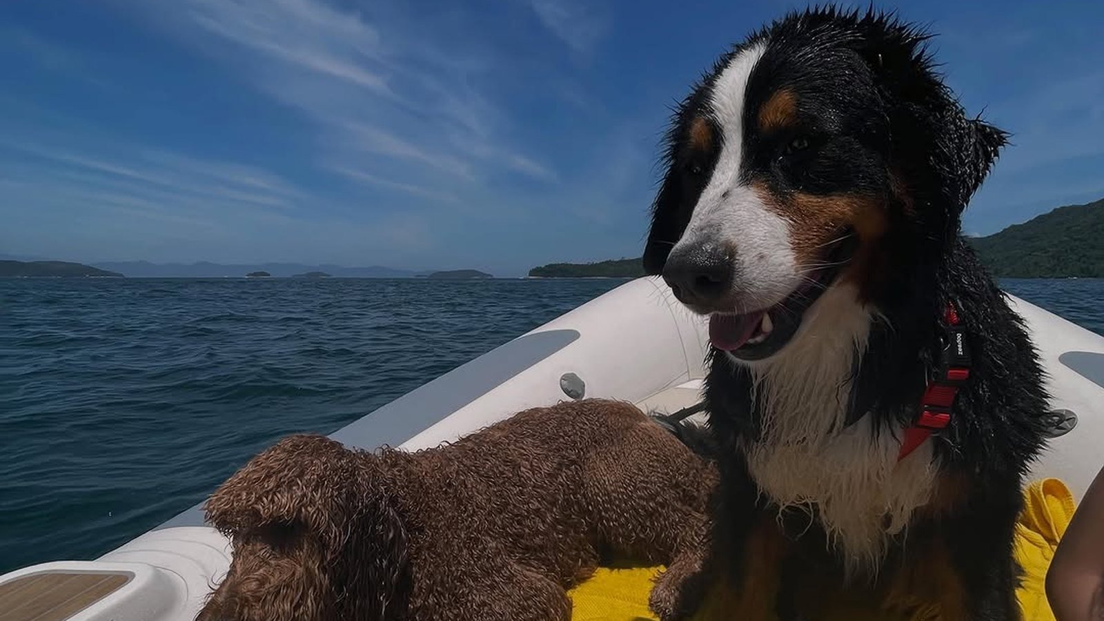 O cao Obama molhado dentro de um bote inflavel no mar, ao lado de um cao marrom de pelo cacheado