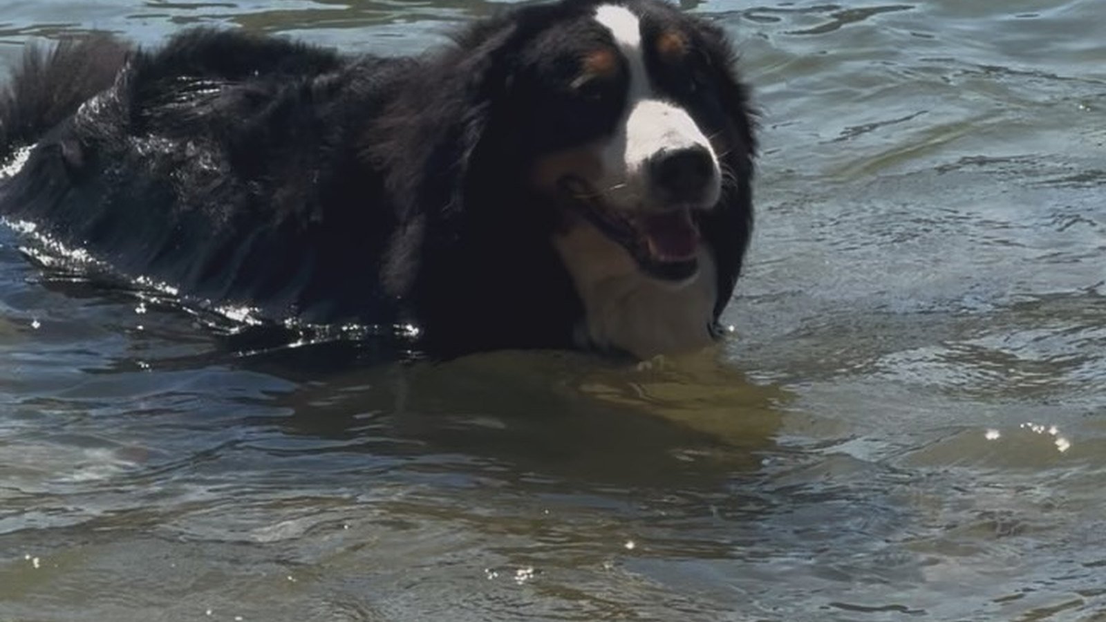 O cao Obama nadando no mar, com a cabeca fora da agua e a boca aberta