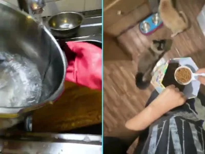 Montagem com duas cenas gravadas em primeira pessoa: mãos de luva rosa lavando uma panela e mãos servindo ração para dois gatos