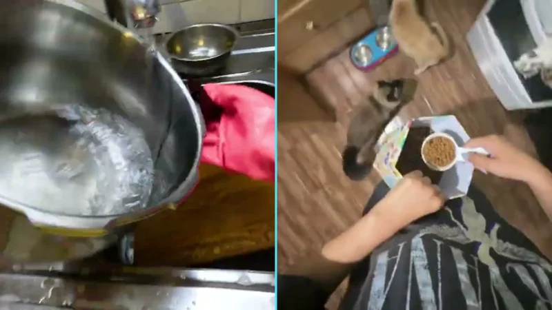 Montagem com duas cenas gravadas em primeira pessoa: mãos de luva rosa lavando uma panela e mãos servindo ração para dois gatos